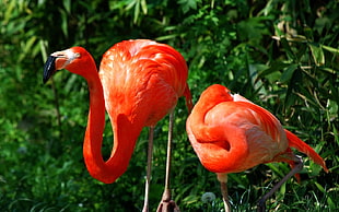 two red flamingos